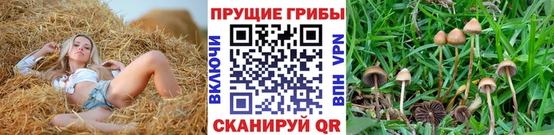 где купить наркоту  Брюховецкая  Галлюциногенные грибы прущие грибы 